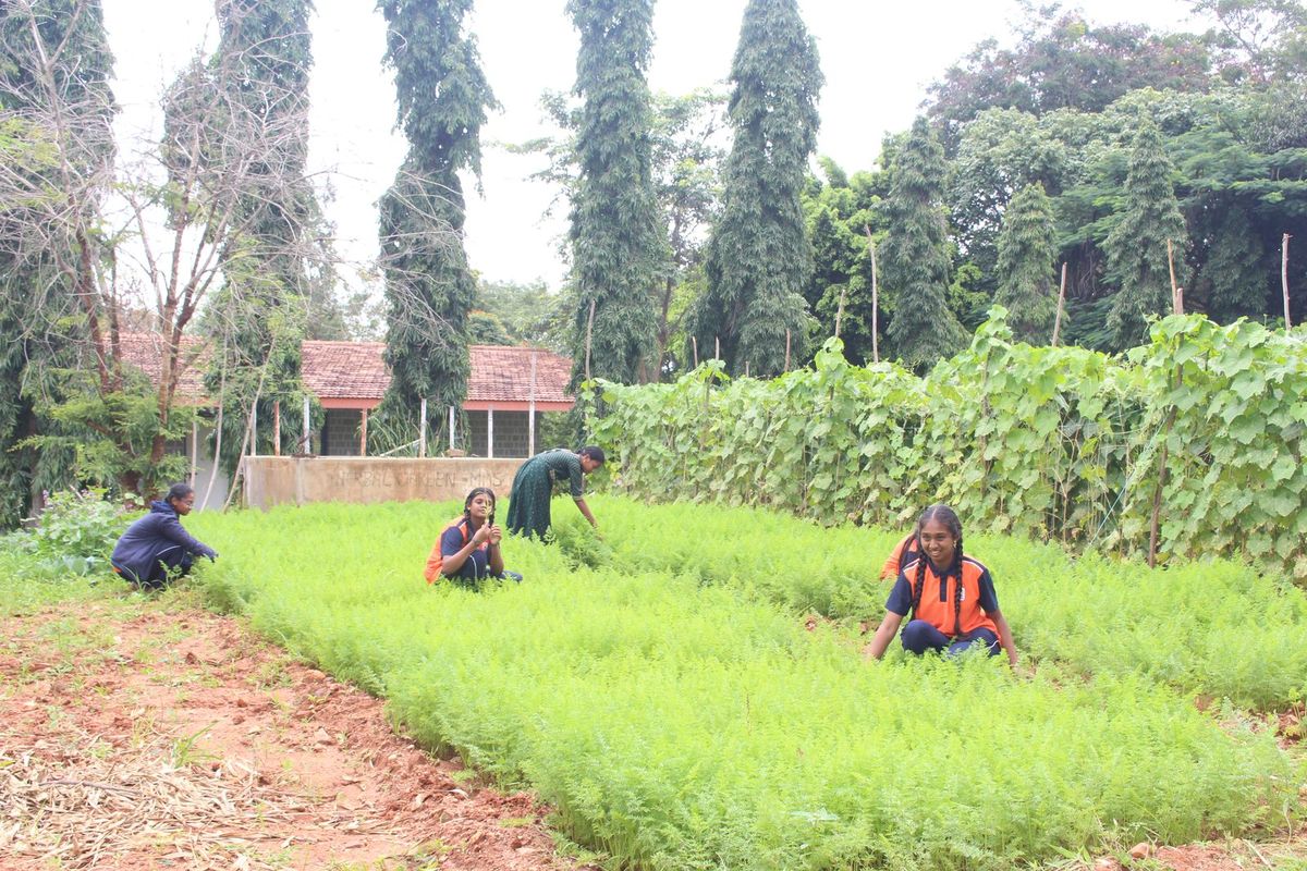 Green vegetable beds growing in the school fields with students at work