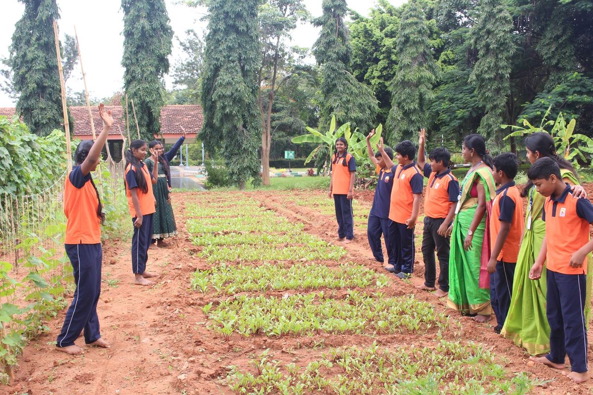 Students walking along neat rows of vegetables in the cultivation field