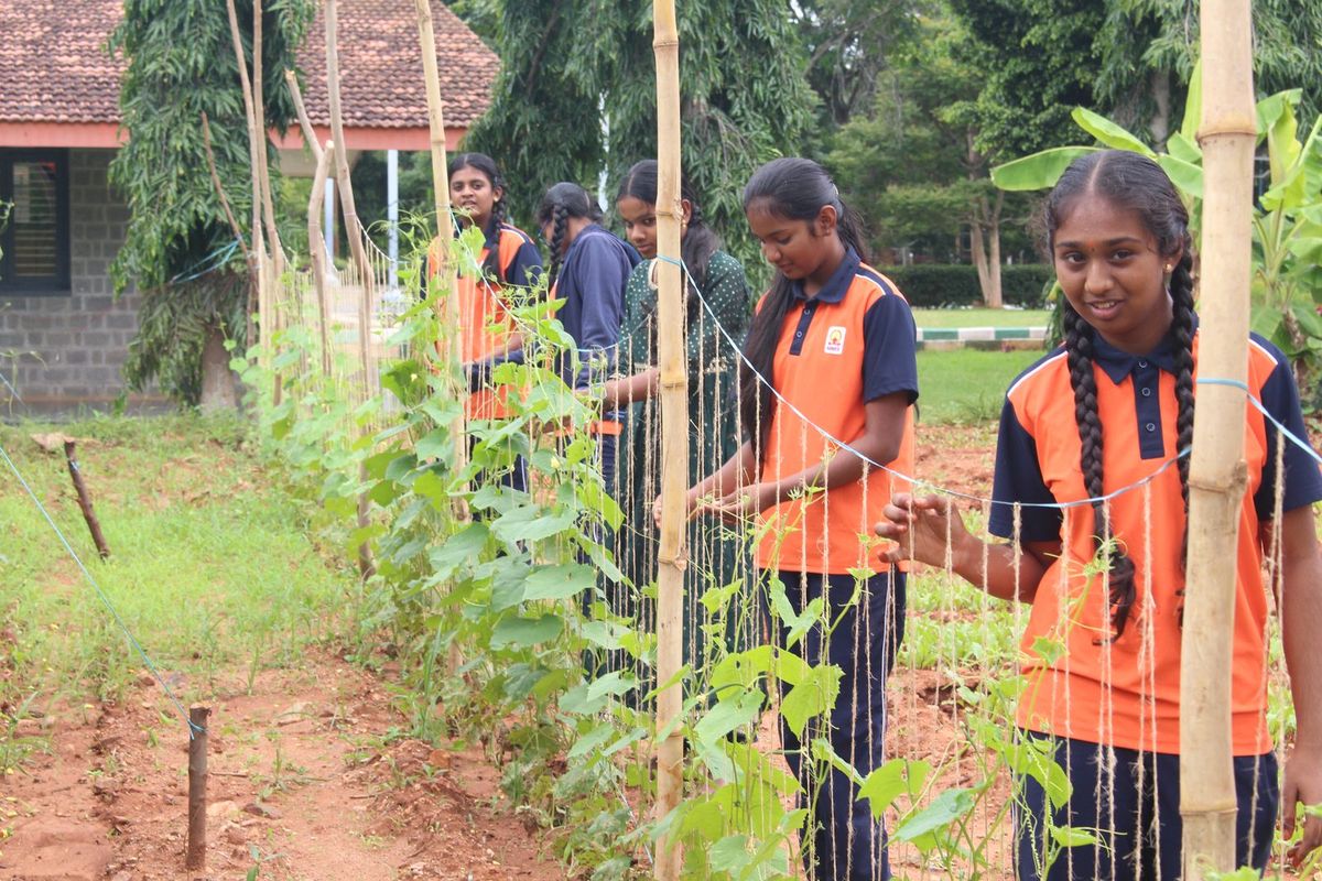 Students beside creeper vegetables trained on bamboo supports