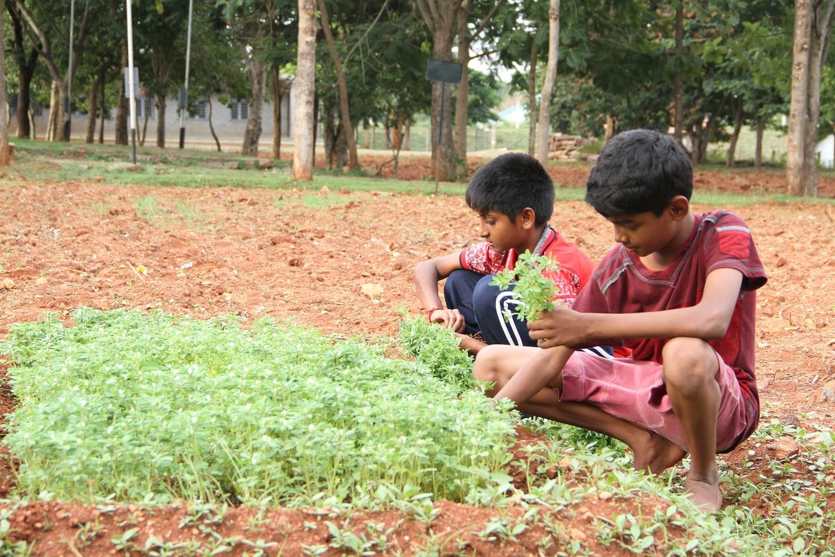 Two boys working in a bed of leafy greens